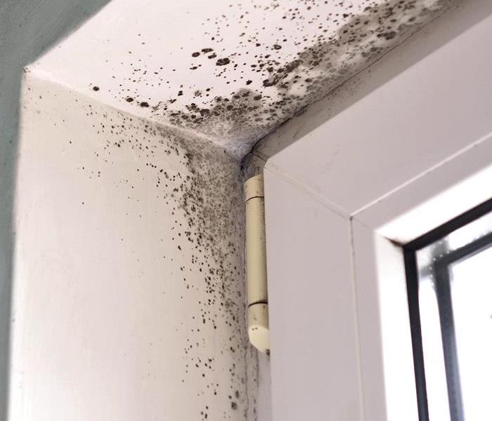 Mold in a house.